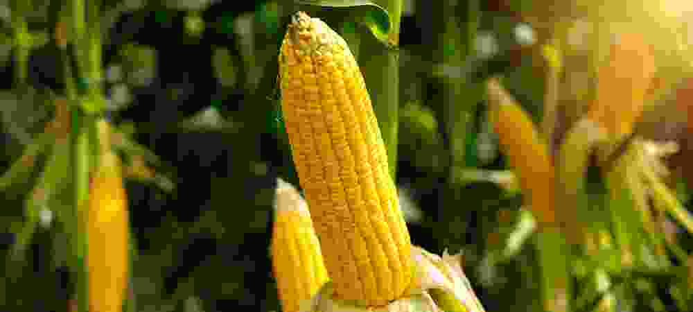 Geo Agri - Macchine Agricole