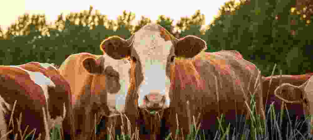 Geo Agri - Macchine Agricole